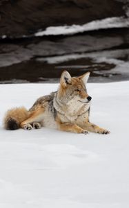 Preview wallpaper coyote, predator, animal, snow, wildlife