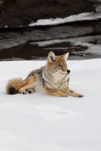 Preview wallpaper coyote, predator, animal, snow, wildlife