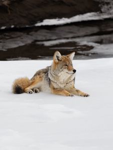 Preview wallpaper coyote, predator, animal, snow, wildlife