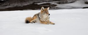 Preview wallpaper coyote, predator, animal, snow, wildlife