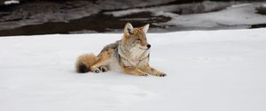 Preview wallpaper coyote, predator, animal, snow, wildlife