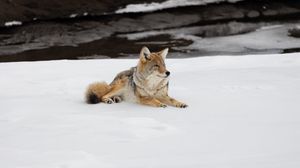 Preview wallpaper coyote, predator, animal, snow, wildlife