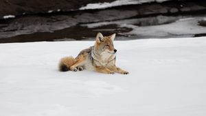 Preview wallpaper coyote, predator, animal, snow, wildlife