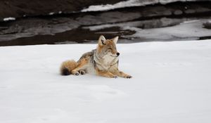 Preview wallpaper coyote, predator, animal, snow, wildlife