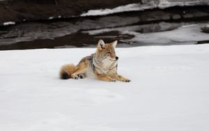 Preview wallpaper coyote, predator, animal, snow, wildlife
