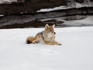 Preview wallpaper coyote, predator, animal, snow, wildlife