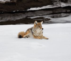 Preview wallpaper coyote, predator, animal, snow, wildlife