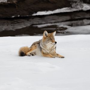 Preview wallpaper coyote, predator, animal, snow, wildlife