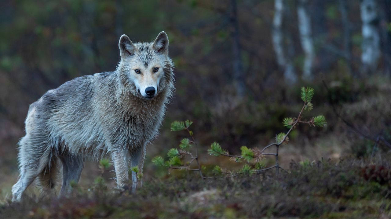 Wallpaper coyote, predator, forest, beast, wildlife
