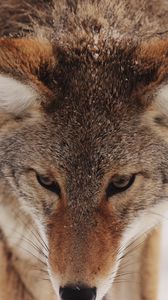 Preview wallpaper coyote, snow, glance, predator, wildlife