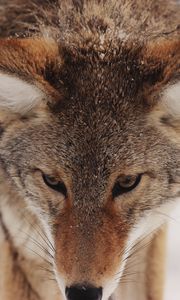 Preview wallpaper coyote, snow, glance, predator, wildlife