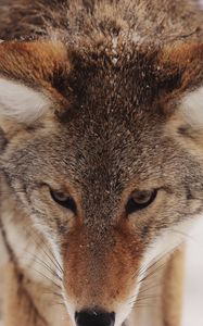 Preview wallpaper coyote, snow, glance, predator, wildlife