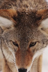 Preview wallpaper coyote, snow, glance, predator, wildlife