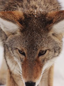 Preview wallpaper coyote, snow, glance, predator, wildlife