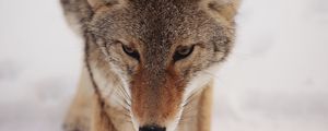 Preview wallpaper coyote, snow, glance, predator, wildlife