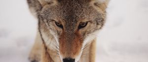 Preview wallpaper coyote, snow, glance, predator, wildlife