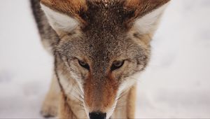 Preview wallpaper coyote, snow, glance, predator, wildlife