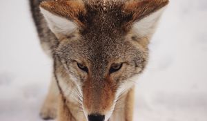 Preview wallpaper coyote, snow, glance, predator, wildlife