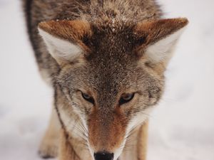 Preview wallpaper coyote, snow, glance, predator, wildlife