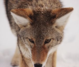 Preview wallpaper coyote, snow, glance, predator, wildlife