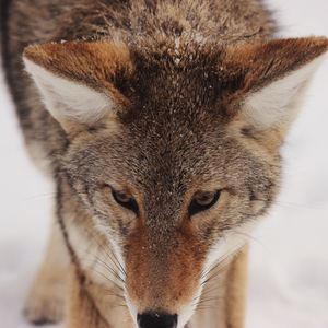 Preview wallpaper coyote, snow, glance, predator, wildlife