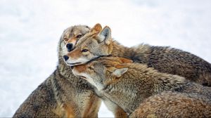 Preview wallpaper coyote, wolves, pack, care, winter, snow