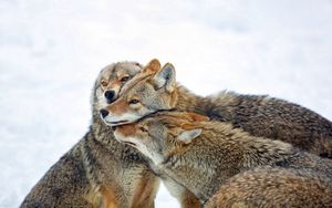 Preview wallpaper coyote, wolves, pack, care, winter, snow