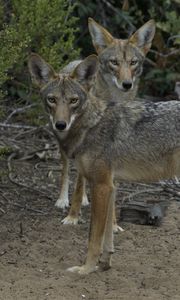 Preview wallpaper coyotes, muzzle, predator, animal, glance