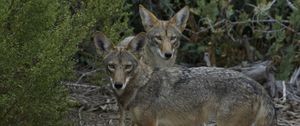 Preview wallpaper coyotes, muzzle, predator, animal, glance