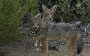 Preview wallpaper coyotes, muzzle, predator, animal, glance