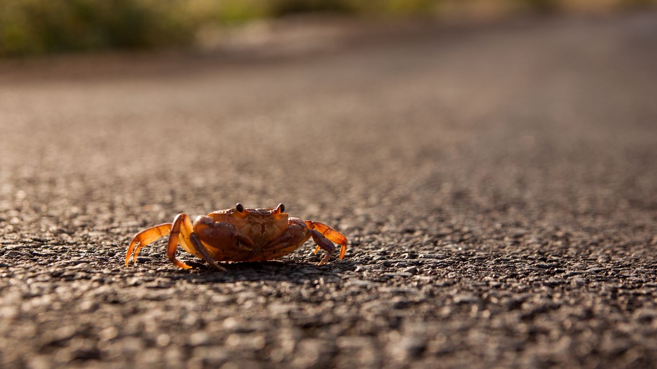 Wallpaper crab, asphalt, macro