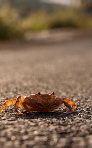 Preview wallpaper crab, asphalt, macro