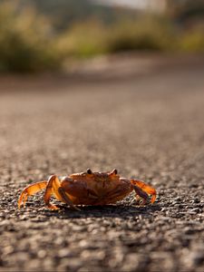Preview wallpaper crab, asphalt, macro