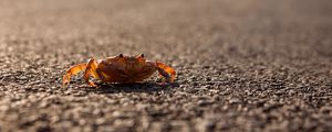 Preview wallpaper crab, asphalt, macro