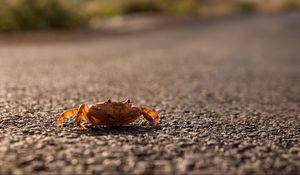 Preview wallpaper crab, asphalt, macro