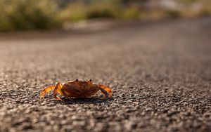 Preview wallpaper crab, asphalt, macro