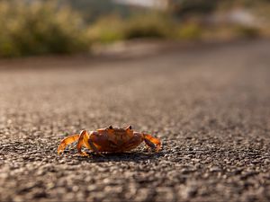 Preview wallpaper crab, asphalt, macro