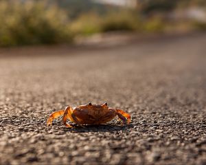 Preview wallpaper crab, asphalt, macro