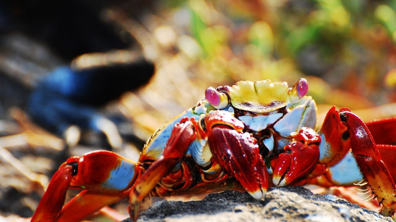 Wallpaper crab, claws, bright