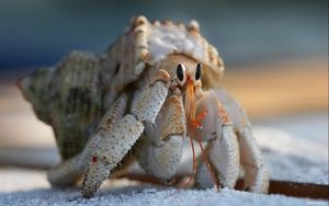 Preview wallpaper crab, claws, climbing, shell