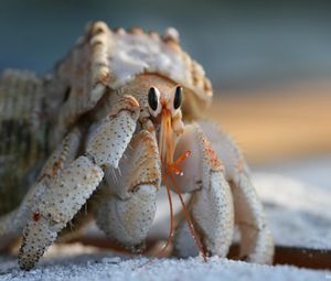 Preview wallpaper crab, claws, climbing, shell