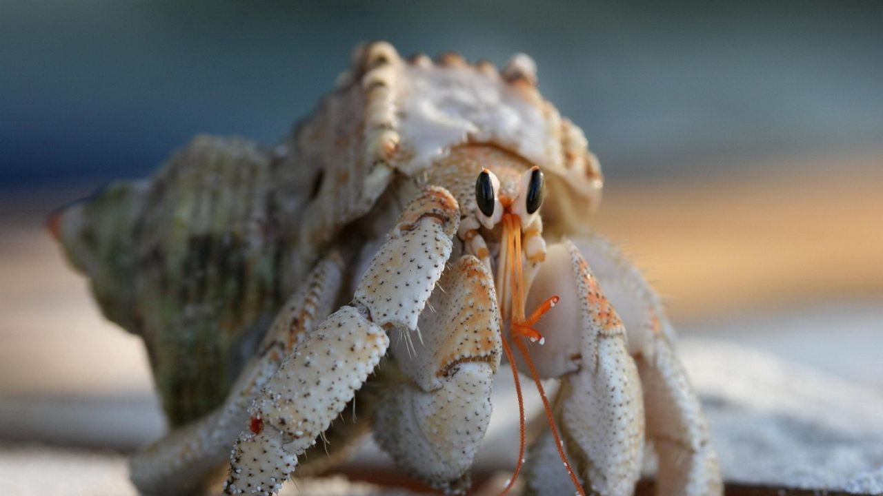 Wallpaper crab, claws, climbing, shell hd, picture, image