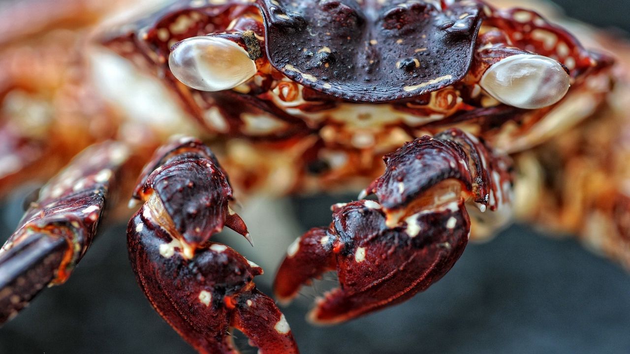 Wallpaper crab, claws, red, spotted, shell