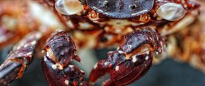Preview wallpaper crab, claws, red, spotted, shell