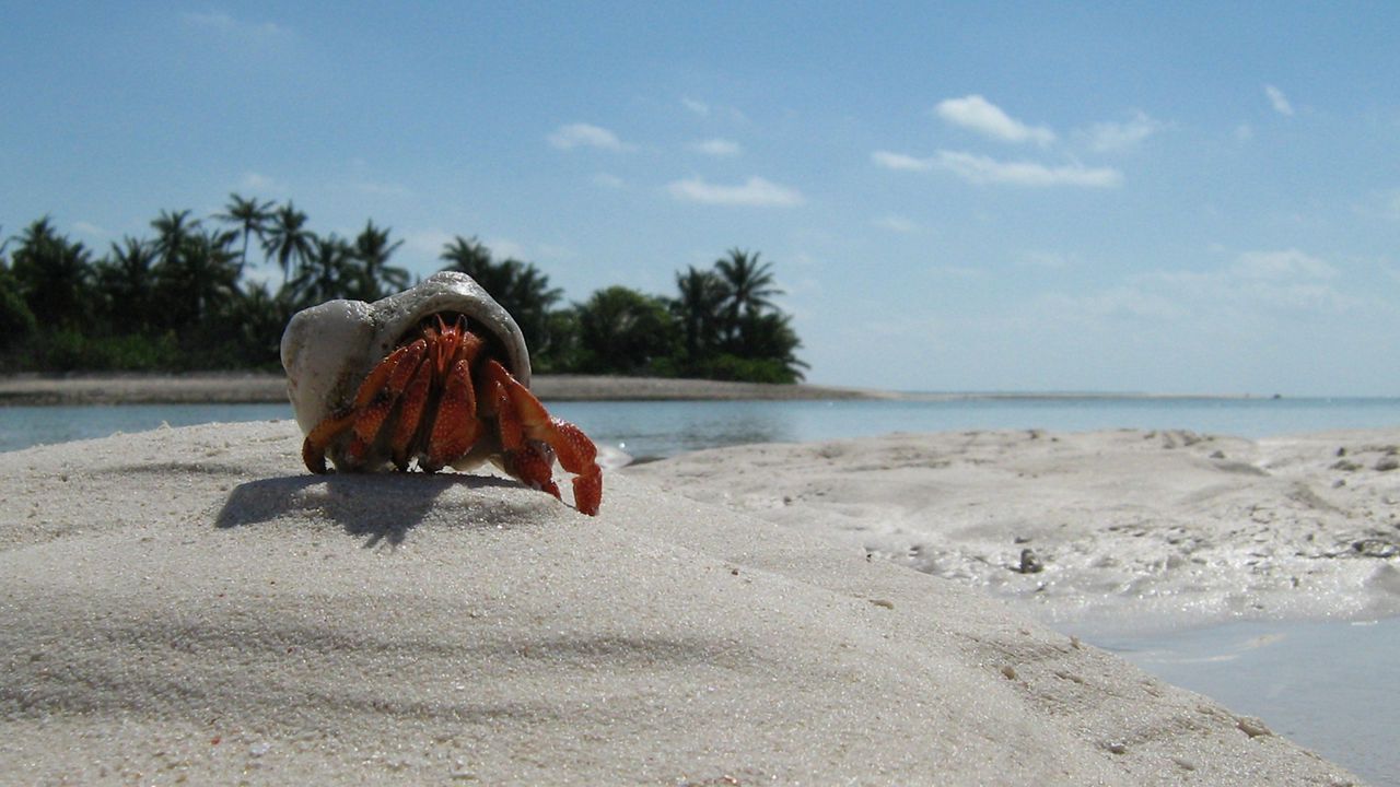 Wallpaper crab, sand, beach, claws
