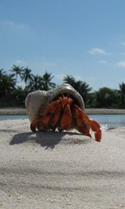 Preview wallpaper crab, sand, beach, claws