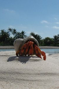 Preview wallpaper crab, sand, beach, claws