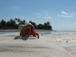 Preview wallpaper crab, sand, beach, claws