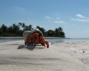 Preview wallpaper crab, sand, beach, claws