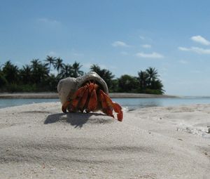 Preview wallpaper crab, sand, beach, claws